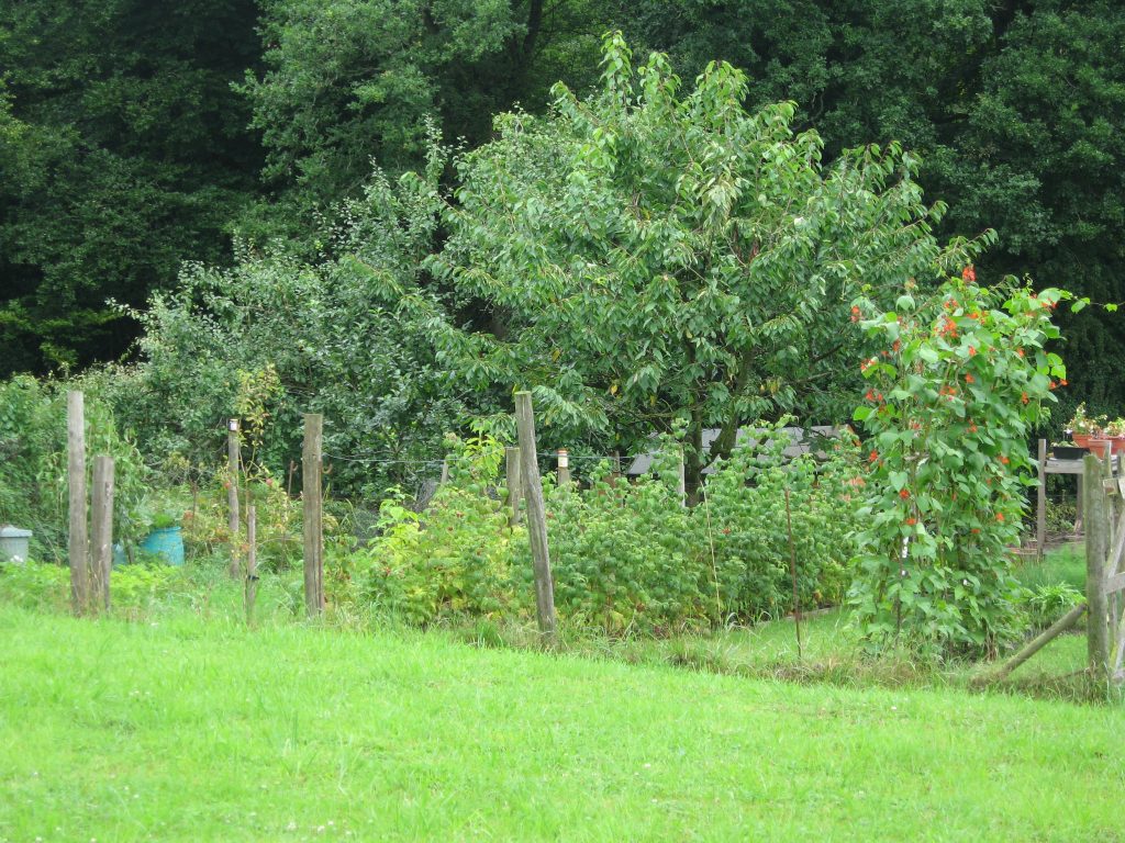 Allotments Frilsham Village