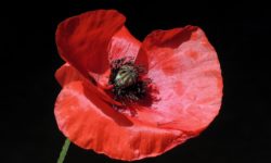 Sunday 11th November – 9.25 a.m.