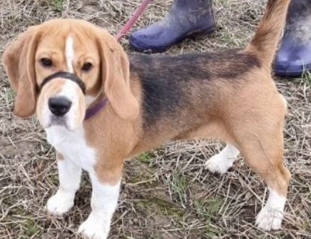 went missing in Frilsham on Thursday