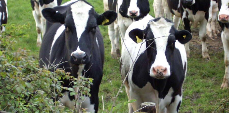 History talk by Dorcas Ward